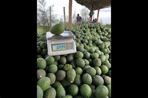 Higher avocado yields bring new opportunities for Kenya’s .